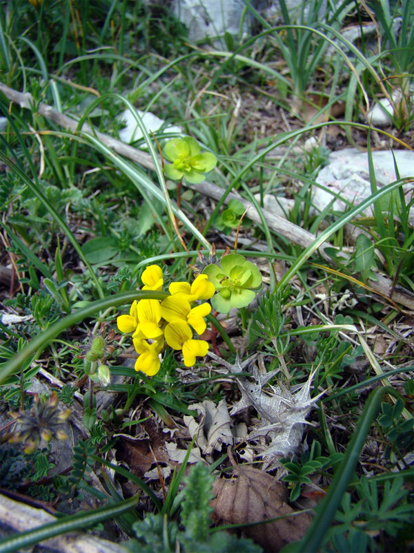 Fiori di montagna da determinare 3